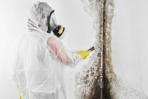 Best Emergency Mold Remediation in New Bedford, PA